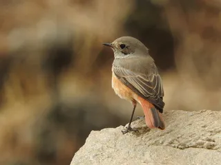 鸟，自然，罗宾