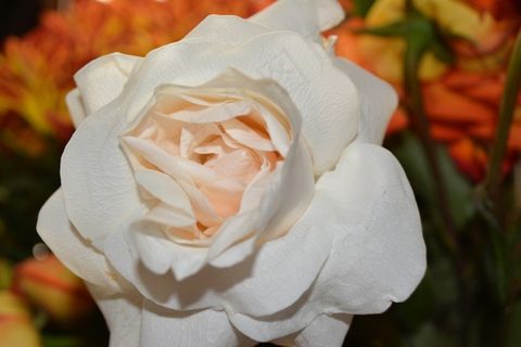 花，鲜花，花园，玫瑰，植物，盛开