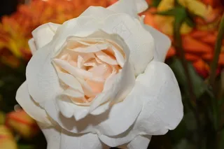 花，鲜花，花园，玫瑰，植物，盛开