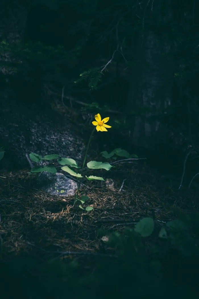 黄色，花，森林，伍兹，自然