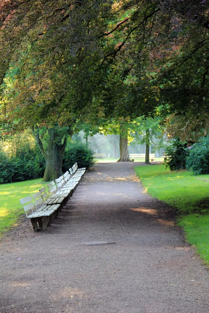 公园，离开，银行，长凳，树木，树