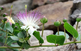 Kapernbluete，捕获，芽，开花，盛开，利帕里