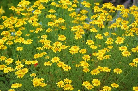 花，自然，春天，自然，夏天，植物，花的