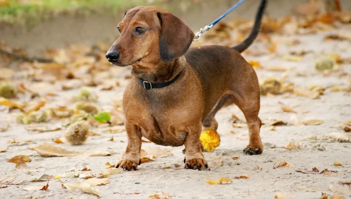 狗，腊肠犬