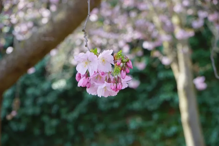 开花，白色，粉红色，日本樱花树