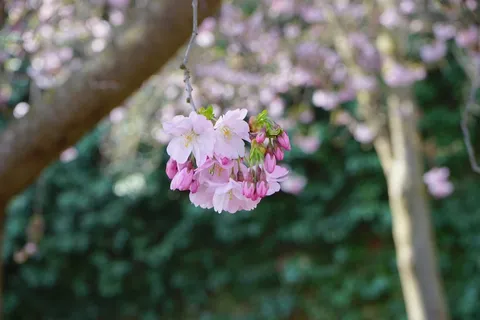 开花,白色,粉红色,日本樱花树 开花,白色,粉红色,日本樱花树