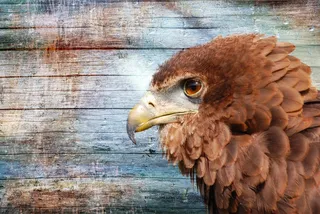 阿德勒，猛禽，动物，比尔，关闭，木，头