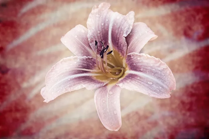 黄花菜，花，植物，花园，开花，盛开，盛开