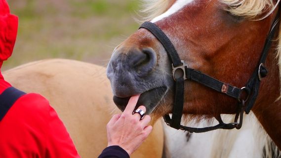 马，冷血动物，布朗，人类
