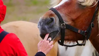 马，冷血动物，布朗，人类
