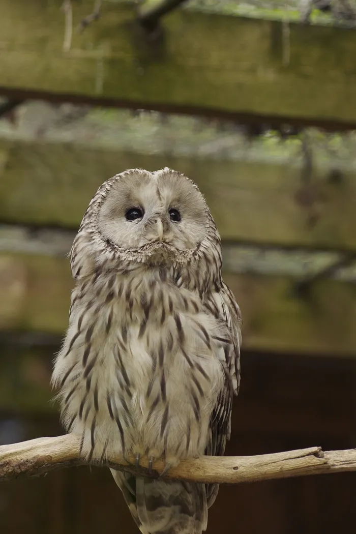 乌拉尔猫头鹰，鸟，Strix Uralensis，塔林动物园