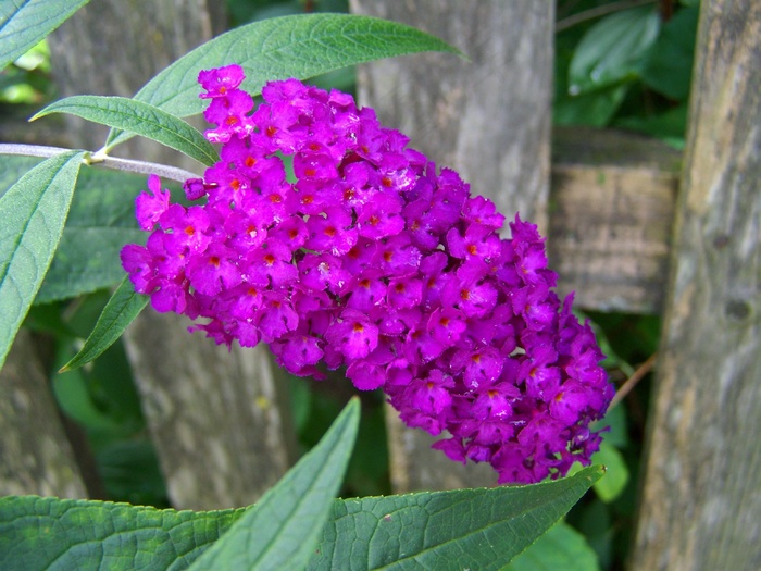 Buddleja Davidii，紫色，夏季花卉园，花