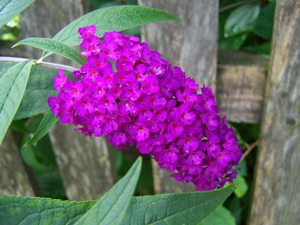 Buddleja Davidii，紫色，夏季花卉园，花