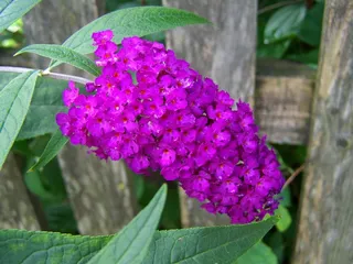 Buddleja Davidii，紫色，夏季花卉园，花