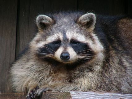 浣熊，肖像，野生动物，渺小，可爱，面具，毛茸茸