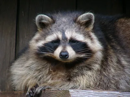 浣熊，肖像，野生动物，渺小，可爱，面具，毛茸茸