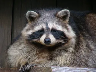 浣熊，肖像，野生动物，渺小，可爱，面具，毛茸茸