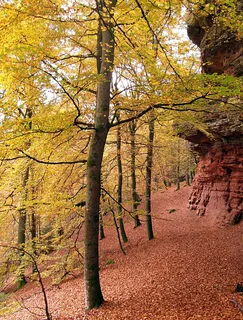 沙石，砂岩岩石，树，出现，秋季