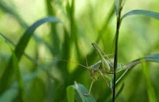 昆虫，自然，Tettigonia Viridissima，草，宏