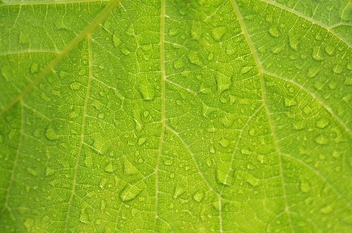 水，拖放，性质，湿，宏，雨，花园，绿色