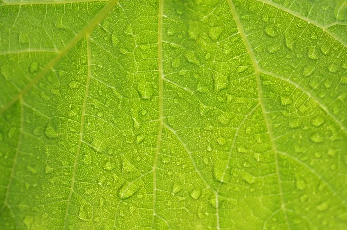 水，拖放，性质，湿，宏，雨，花园，绿色