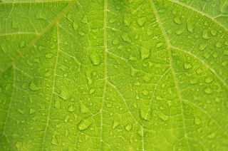 水，拖放，性质，湿，宏，雨，花园，绿色