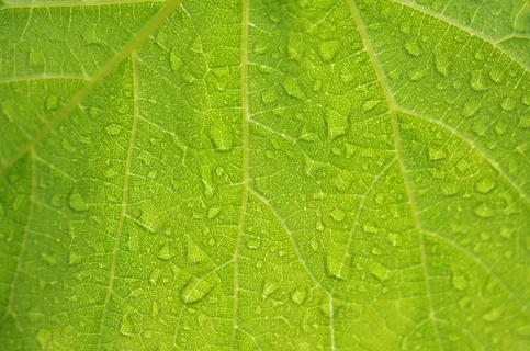 水,拖放,性质,湿,宏,雨,花园,绿色 水,拖放,性质,湿,宏,雨,花园,绿色