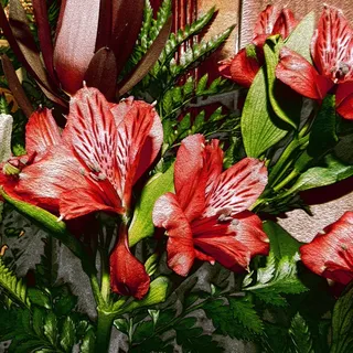 背景,鲜花,花束,植物 背景,鲜花,花束,植物