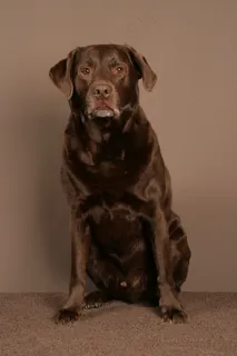 狗，布朗，拉布拉多，动物，坐