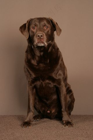 狗，布朗，拉布拉多，动物，坐