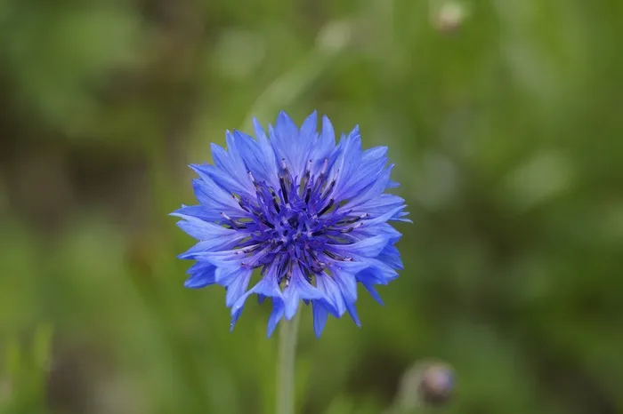 矢车菊，蓝色，花，开花，盛开，盛开