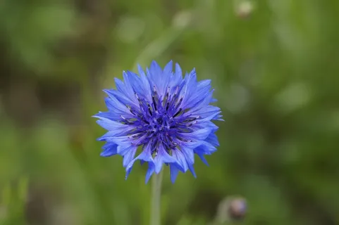 矢车菊,蓝色,花,开花,盛开,盛开 矢车菊,蓝色,花,开花,盛开,盛开