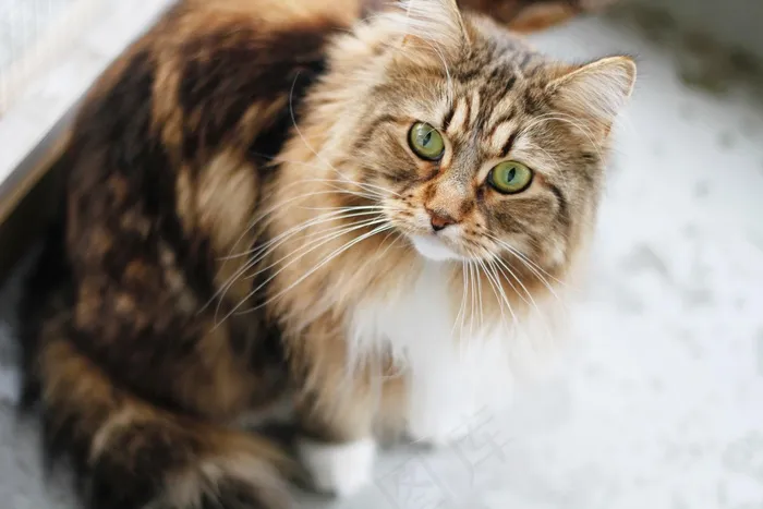 猫，缅因库恩