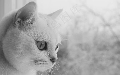 宿醉，猫，动物，猫脸，猫的眼睛