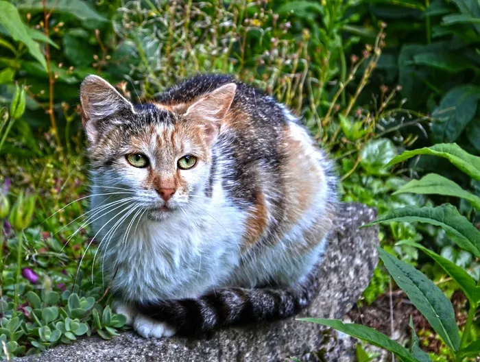 动物，猫，颜色，石头