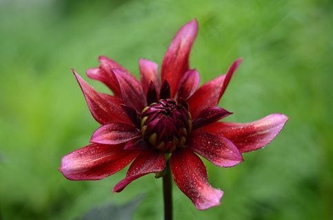 花，植物，自然，勃艮第的叶子雌蕊