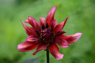 花，植物，自然，勃艮第的叶子雌蕊