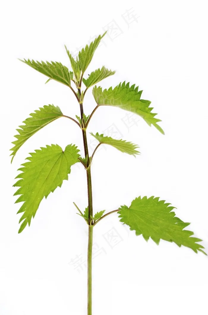 植物，高，摄影，特写，隔离，荨麻
