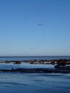 海鸥，海洋，沧海，海滩，鸟飞，飞，翅膀，羽毛