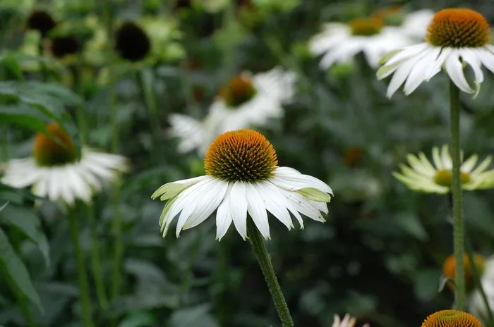 锥花，紫锥菊，花，白，性质，春天