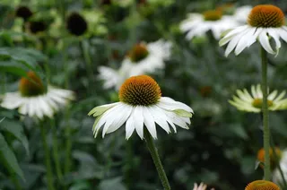 锥花，紫锥菊，花，白，性质，春天