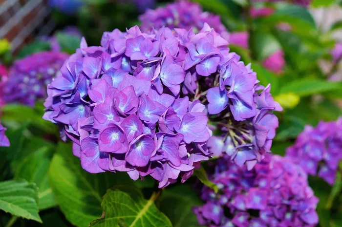 绣球，花，紫色，花序