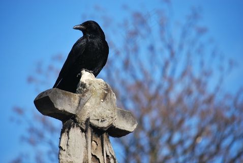 乌鸦，公墓，跨，蓝天，鸟，黑色，乌鸦