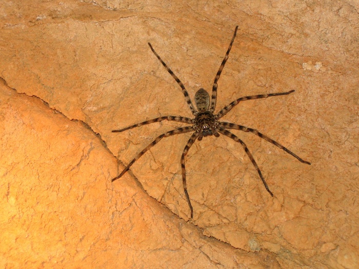 蜘蛛，猎人，蜘蛛，澳大利亚