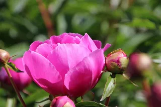 玫瑰，婴儿玫瑰，花园，开花，鲜花，郁郁葱葱