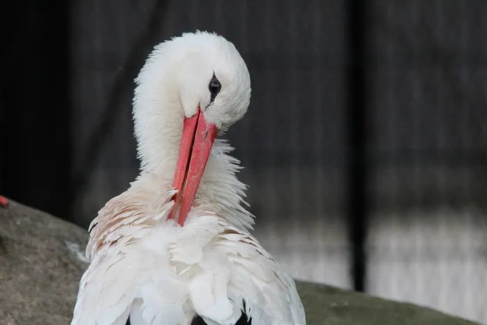 鹳，白鹳，鹳，白鹳