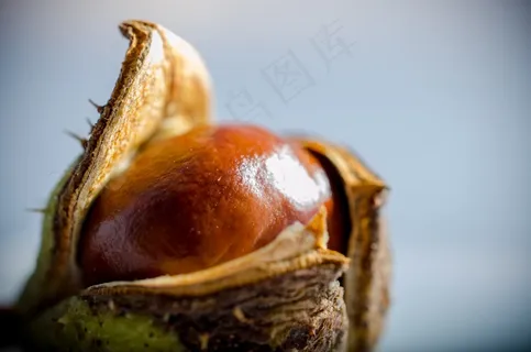 七叶树,秋季,作物,摇篮 七叶树,秋季,作物,摇篮