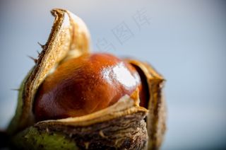 七叶树，秋季，作物，摇篮