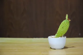 对于所有皮肤类型，仙人掌，小