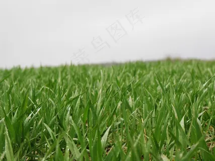 草，草叶，草地，场，绿色，自然